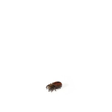 Red-Backed Widow Jumping Spider